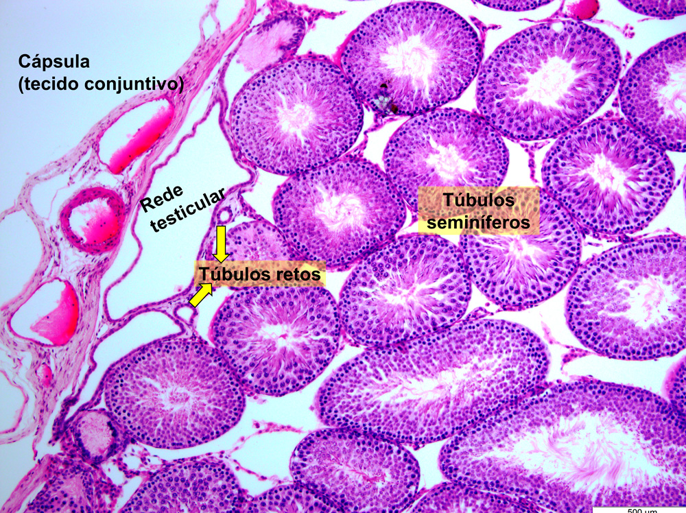 Histología Testicular 