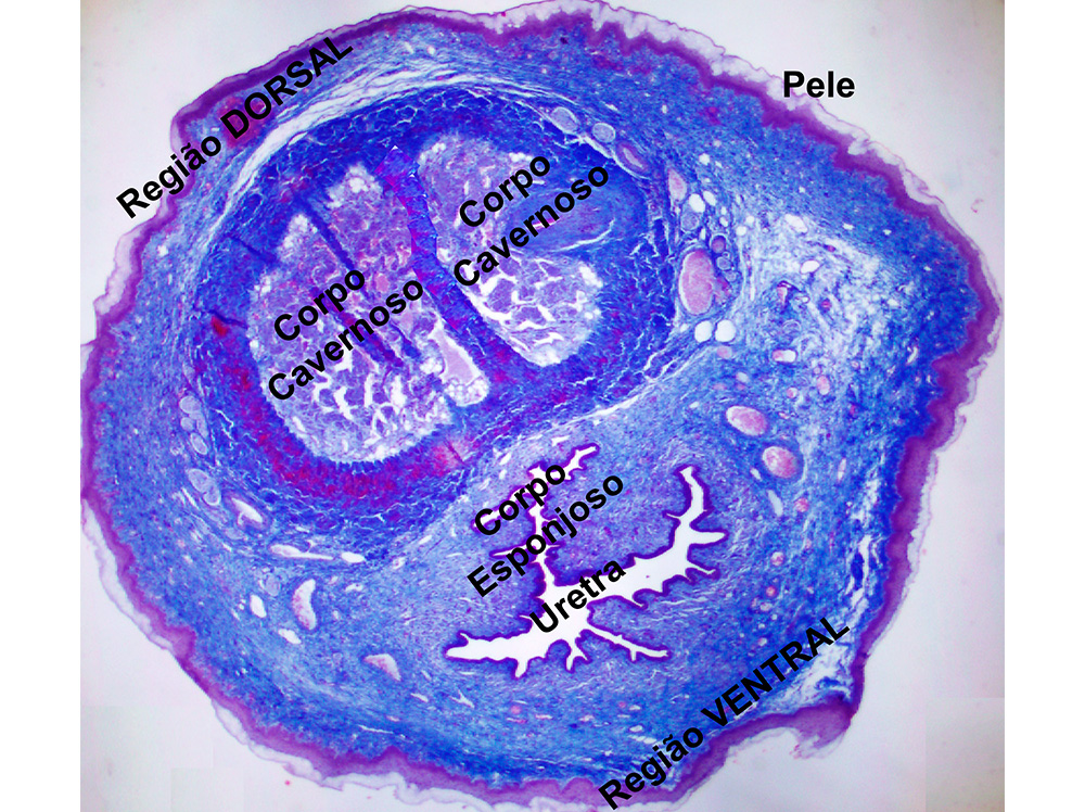 Sistema Reprodutor Masculino Histologia De rg os E Sistemas Sistema Reprodutor Masculino Histologia De rg os E Sistemas