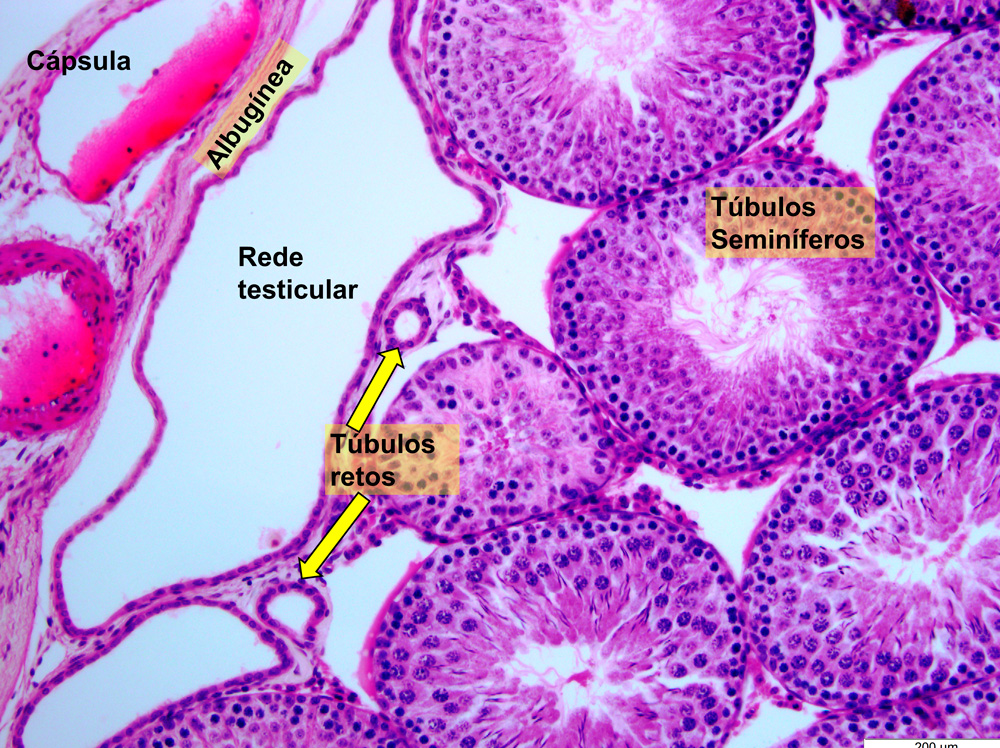 Sistema Reprodutor Masculino Histologia De Órgãos E Sistemas 8717