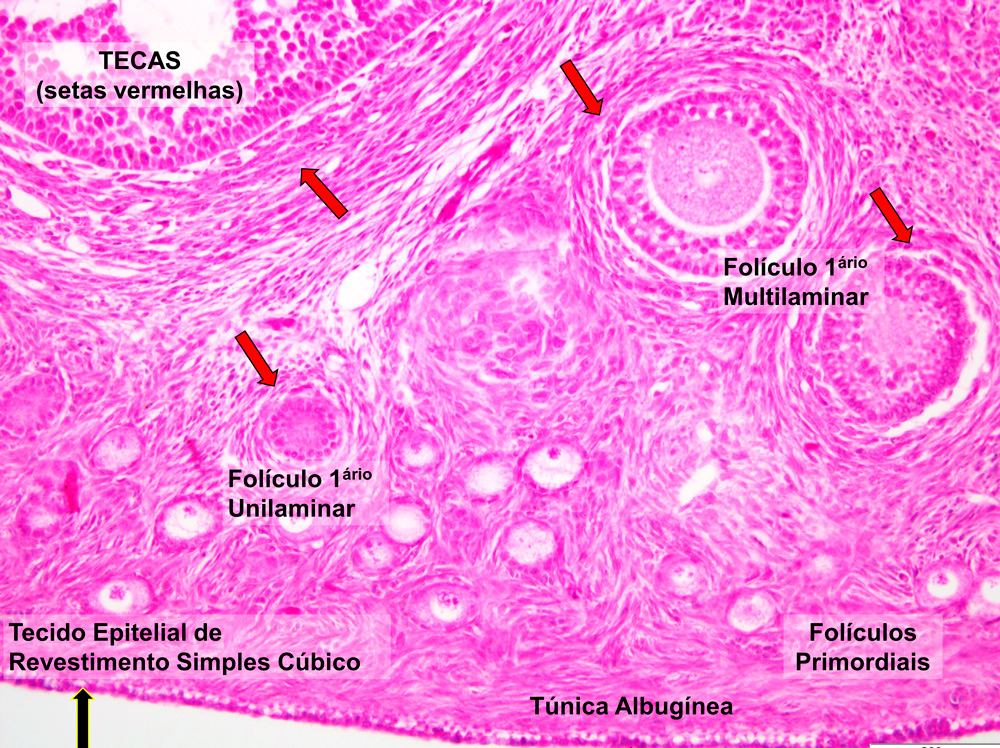 Histologia Sistema Reprodutor Feminino Edukita