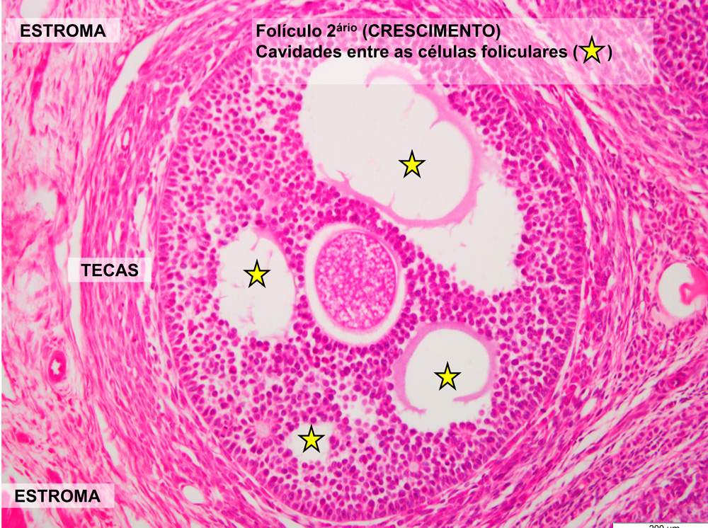 Sistema Reprodutor Feminino Histologia De Órgãos E Sistemas 3169