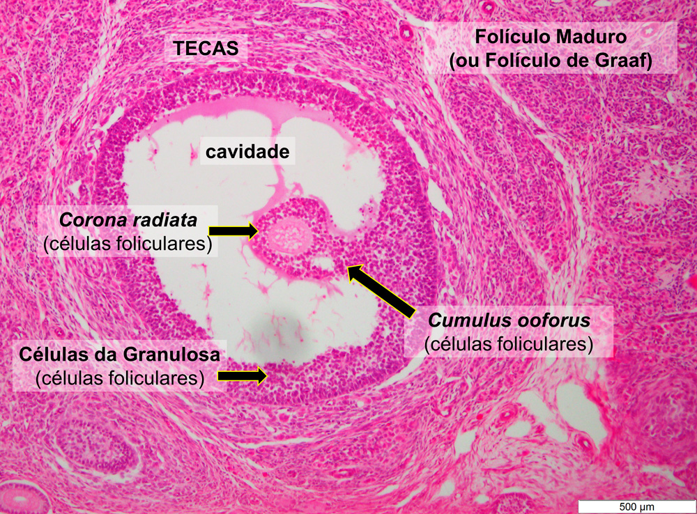 Sistema Reprodutor Feminino Histologia de Órgãos e Sistemas