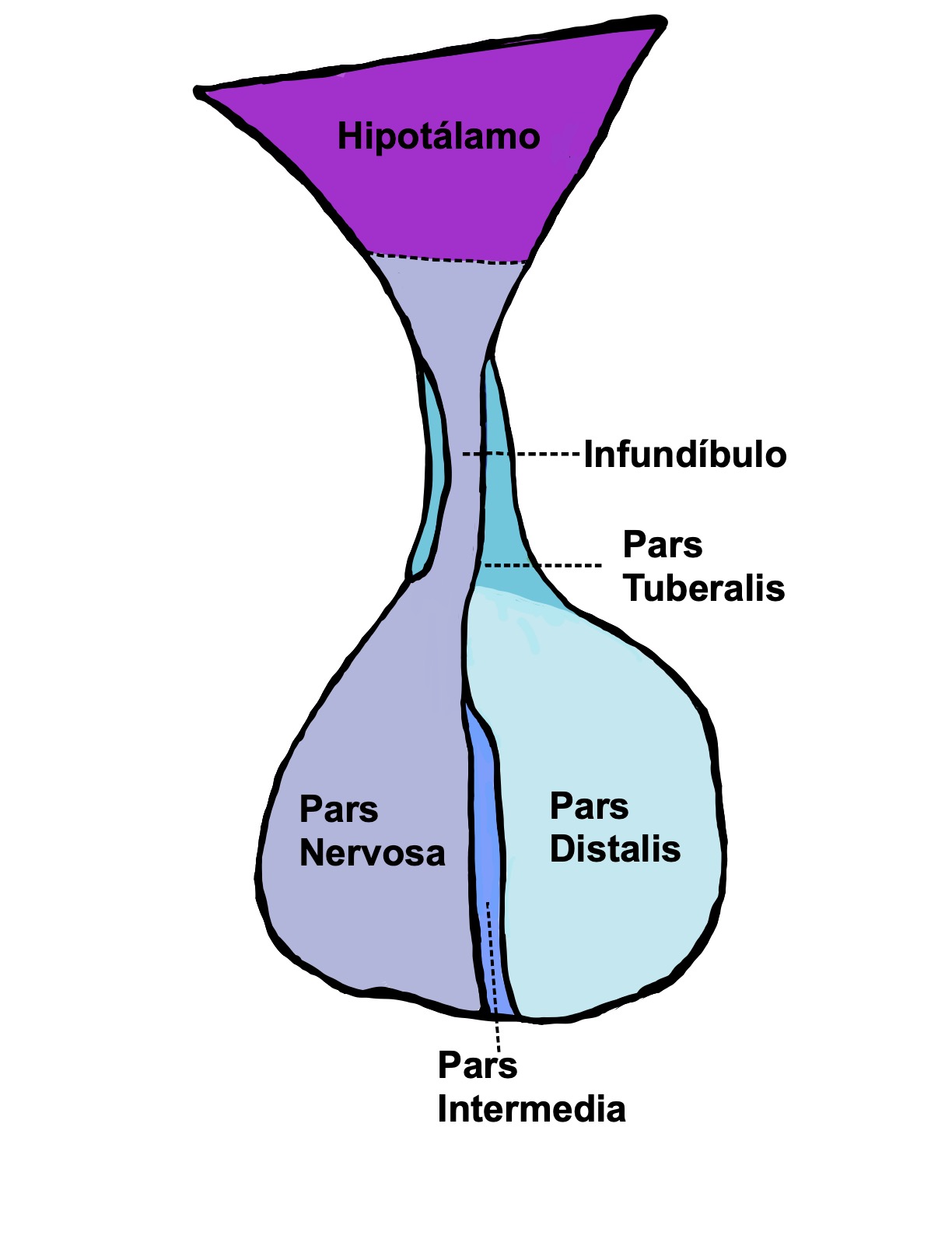 Endócrino Hipófise