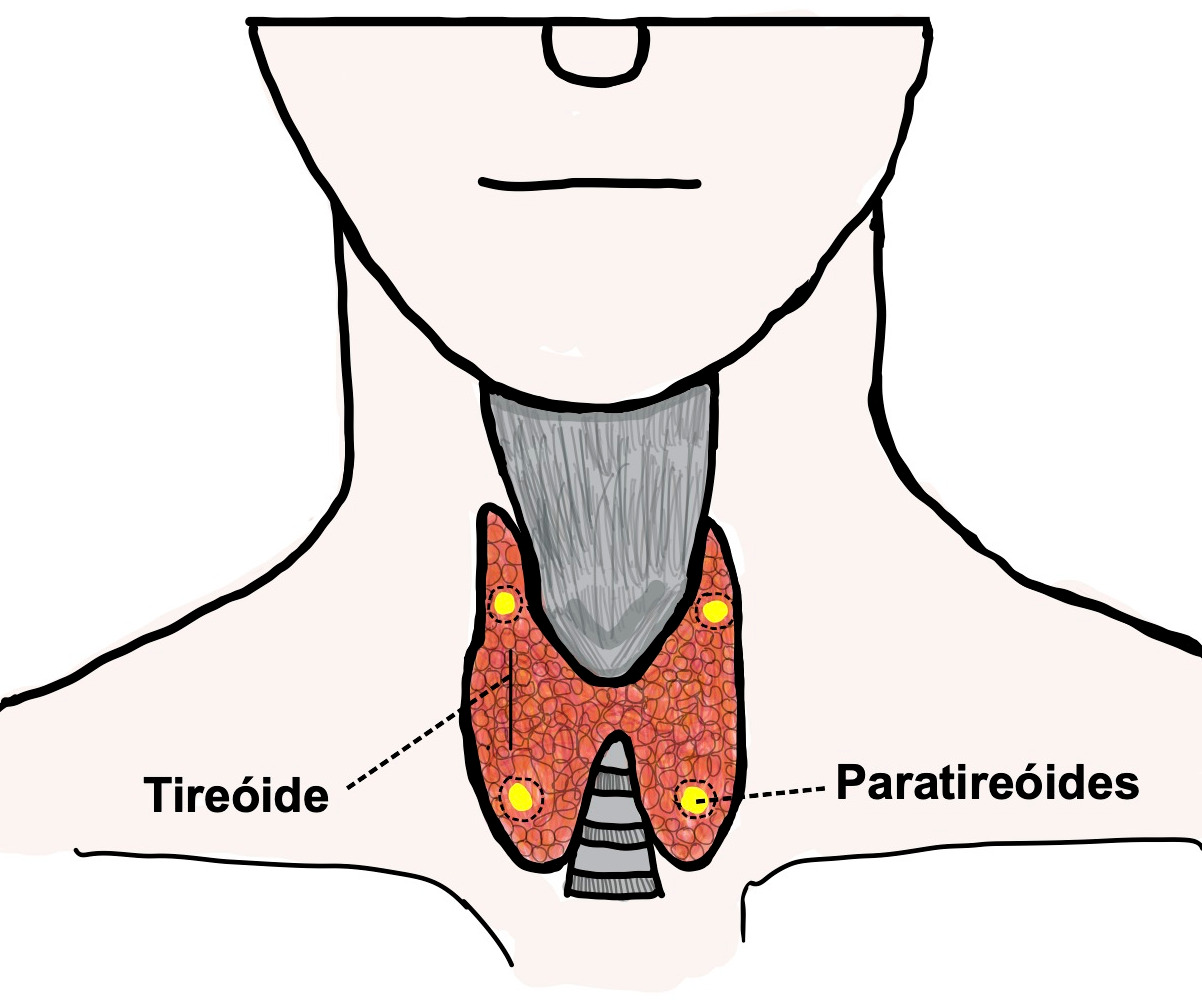 endocrino-tireo-para