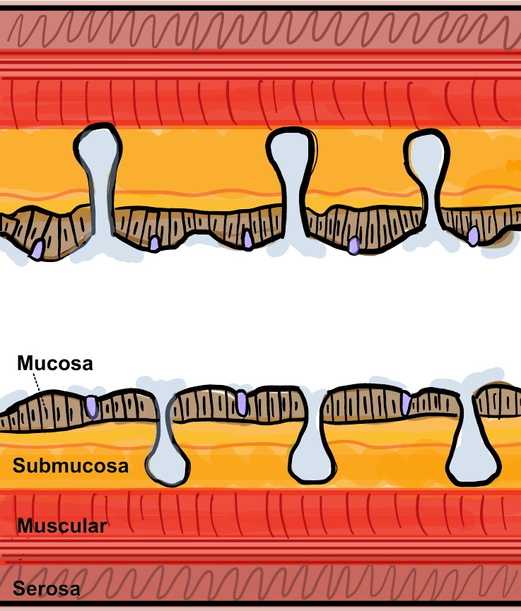 esq-mucosa-digestorio