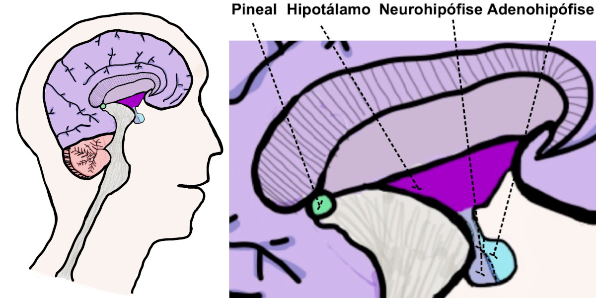 ilustracao-hipofise
